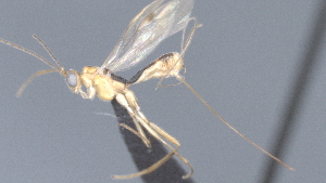  (Macrocentrus Malaise2001 - CCDB-28474-F07)  @11 [ ] CreativeCommons - Attribution (2023) Michael Sharkey Centre for Biodiversity Genomics