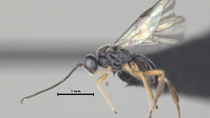  ( - CCDB-38206-A10)  @11 [ ] CreativeCommons - Attribution Share Alike (2024) CBG Photography Group Centre for Biodiversity Genomics