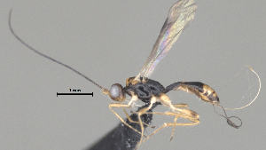  ( - CCDB-38206-A11)  @11 [ ] CreativeCommons - Attribution Share Alike (2024) CBG Photography Group Centre for Biodiversity Genomics