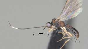  ( - CCDB-38206-A12)  @11 [ ] CreativeCommons - Attribution Share Alike (2024) CBG Photography Group Centre for Biodiversity Genomics