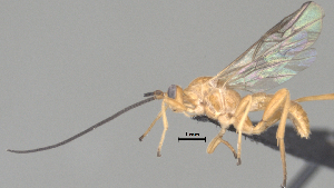  (Aleiodes Malaise8701 - CCDB-38206-B12)  @11 [ ] CreativeCommons - Attribution Share Alike (2024) CBG Photography Group Centre for Biodiversity Genomics