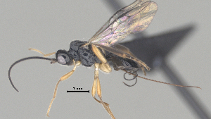  ( - CCDB-38206-C10)  @11 [ ] CreativeCommons - Attribution Share Alike (2024) CBG Photography Group Centre for Biodiversity Genomics