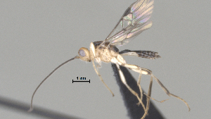  ( - CCDB-38206-C11)  @11 [ ] CreativeCommons - Attribution Share Alike (2024) CBG Photography Group Centre for Biodiversity Genomics