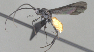  ( - CCDB-38206-D07)  @11 [ ] CreativeCommons - Attribution Share Alike (2024) CBG Photography Group Centre for Biodiversity Genomics