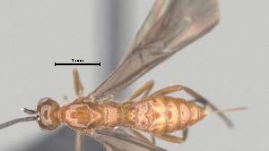  (Bracon Malaise5188 - CCDB-38206-E12)  @11 [ ] CreativeCommons - Attribution Share Alike (2024) CBG Photography Group Centre for Biodiversity Genomics