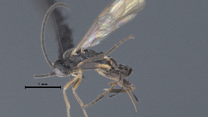  (Dolichogenidea Janzen57 - CCDB-46554-G01)  @11 [ ] CreativeCommons - Attribution (2023) Michael Sharkey Centre for Biodiversity Genomics