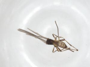  ( - CCDB-28460-B08)  @11 [ ] CreativeCommons - Attribution Share - Alike (2023) Centre for Biodiversity Genomics Centre for Biodiversity Genomics