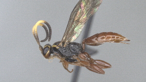  (Barichneumon Malaise6643 - CCDB-28465-A12)  @11 [ ] CreativeCommons - Attribution (2023) Michael Sharkey Centre for Biodiversity Genomics