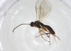  (Orgilus mikesmithi - CCDB-28465-C09)  @11 [ ] CreativeCommons - Attribution Share - Alike (2023) Centre for Biodiversity Genomics Centre for Biodiversity Genomics