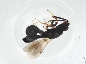  (Dirhinus - CCDB-28468-B12)  @11 [ ] CreativeCommons - Attribution Share - Alike (2023) Centre for Biodiversity Genomics Centre for Biodiversity Genomics