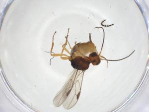  (Syntretus Malaise6151 - CCDB-46560-E12)  @11 [ ] CreativeCommons - Attribution Share - Alike (2023) Centre for Biodiversity Genomics Centre for Biodiversity Genomics