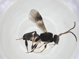  ( - CCDB-46599-D03)  @11 [ ] CreativeCommons - Attribution Share - Alike (2023) Centre for Biodiversity Genomics Centre for Biodiversity Genomics