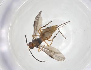  (Bracon Malaise6972 - CCDB-46599-F03)  @11 [ ] CreativeCommons - Attribution Share - Alike (2023) Centre for Biodiversity Genomics Centre for Biodiversity Genomics