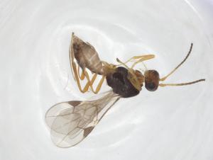  ( - CCDB-46599-G07)  @11 [ ] CreativeCommons - Attribution Share - Alike (2023) Centre for Biodiversity Genomics Centre for Biodiversity Genomics