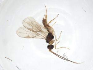  ( - CCDB-46599-G12)  @11 [ ] CreativeCommons - Attribution Share - Alike (2023) Centre for Biodiversity Genomics Centre for Biodiversity Genomics