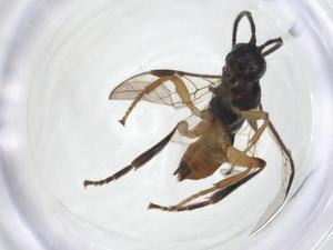  (Nealiolus Malaise0009 - CCDB-46599-H10)  @11 [ ] CreativeCommons - Attribution Share - Alike (2023) Centre for Biodiversity Genomics Centre for Biodiversity Genomics