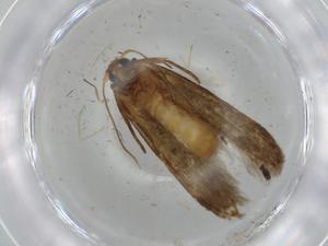  (Blastobasis Malaise4619 - BIOUG65826-E04)  @11 [ ] CreativeCommons - Attribution (2021) Centre for Biodiversity Genomics Centre for Biodiversity Genomics