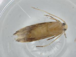  ( - BIOUG65826-F01)  @11 [ ] CreativeCommons - Attribution (2021) Centre for Biodiversity Genomics Centre for Biodiversity Genomics