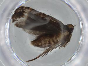  ( - BIOUG65826-F06)  @11 [ ] CreativeCommons - Attribution (2021) Centre for Biodiversity Genomics Centre for Biodiversity Genomics