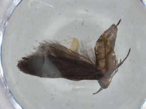  ( - BIOUG65826-G04)  @11 [ ] CreativeCommons - Attribution (2021) Centre for Biodiversity Genomics Centre for Biodiversity Genomics