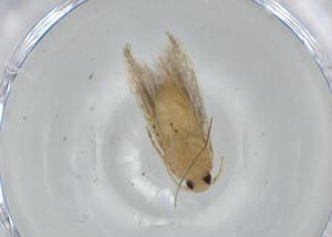  (gelJanzen01 Janzen9954 - BIOUG65826-G05)  @11 [ ] CreativeCommons - Attribution (2021) Centre for Biodiversity Genomics Centre for Biodiversity Genomics