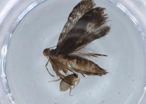  ( - BIOUG65827-G12)  @11 [ ] CreativeCommons - Attribution (2021) Centre for Biodiversity Genomics Centre for Biodiversity Genomics