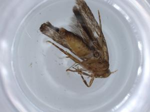  ( - BIOUG67089-H05)  @11 [ ] CreativeCommons - Attribution (2021) Centre for Biodiversity Genomics Centre for Biodiversity Genomics