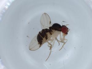  (Mycodrosophila projectans affinis 2 - BIOUG67100-A12)  @11 [ ] CreativeCommons - Attribution (2021) Centre for Biodiversity Genomics Centre for Biodiversity Genomics