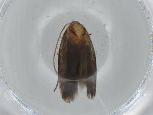  ( - BIOUG67736-C10)  @11 [ ] CreativeCommons - Attribution (2021) Centre for Biodiversity Genomics Centre for Biodiversity Genomics