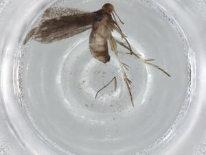  ( - BIOUG67736-D05)  @11 [ ] CreativeCommons - Attribution (2021) Centre for Biodiversity Genomics Centre for Biodiversity Genomics