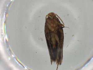  ( - BIOUG67749-B10)  @11 [ ] CreativeCommons - Attribution (2021) Centre for Biodiversity Genomics Centre for Biodiversity Genomics