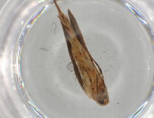  ( - BIOUG67749-C06)  @11 [ ] CreativeCommons - Attribution (2021) Centre for Biodiversity Genomics Centre for Biodiversity Genomics