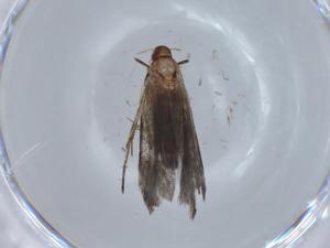  ( - BIOUG67752-G08)  @11 [ ] CreativeCommons - Attribution (2021) Centre for Biodiversity Genomics Centre for Biodiversity Genomics