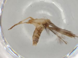  ( - BIOUG67761-D02)  @11 [ ] CreativeCommons - Attribution (2021) Centre for Biodiversity Genomics Centre for Biodiversity Genomics