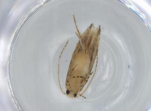  ( - BIOUG67833-H11)  @11 [ ] CreativeCommons - Attribution (2021) Centre for Biodiversity Genomics Centre for Biodiversity Genomics