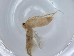  ( - BIOUG67834-A09)  @11 [ ] CreativeCommons - Attribution (2021) Centre for Biodiversity Genomics Centre for Biodiversity Genomics