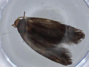  ( - BIOUG67908-B06)  @11 [ ] CreativeCommons - Attribution (2021) Centre for Biodiversity Genomics Centre for Biodiversity Genomics