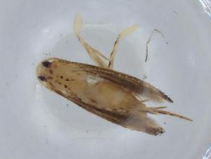  ( - BIOUG67908-D10)  @11 [ ] CreativeCommons - Attribution (2021) Centre for Biodiversity Genomics Centre for Biodiversity Genomics