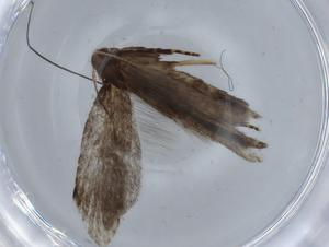  ( - BIOUG67942-A07)  @11 [ ] CreativeCommons - Attribution (2021) Centre for Biodiversity Genomics Centre for Biodiversity Genomics