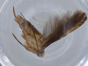  ( - BIOUG67942-E01)  @11 [ ] CreativeCommons - Attribution (2021) Centre for Biodiversity Genomics Centre for Biodiversity Genomics