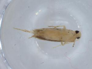  ( - BIOUG67963-G10)  @11 [ ] CreativeCommons - Attribution (2021) Centre for Biodiversity Genomics Centre for Biodiversity Genomics