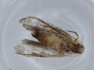  ( - BIOUG67963-H07)  @11 [ ] CreativeCommons - Attribution (2021) Centre for Biodiversity Genomics Centre for Biodiversity Genomics