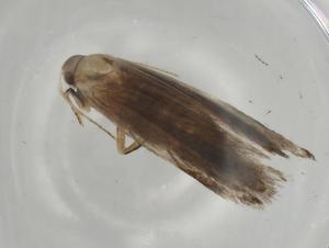  ( - BIOUG67975-A07)  @11 [ ] CreativeCommons - Attribution (2021) Centre for Biodiversity Genomics Centre for Biodiversity Genomics