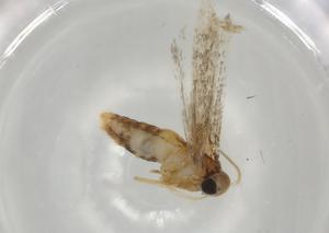  (gelMalaise01 Malaise1606 - BIOUG67975-B05)  @11 [ ] CreativeCommons - Attribution (2021) Centre for Biodiversity Genomics Centre for Biodiversity Genomics