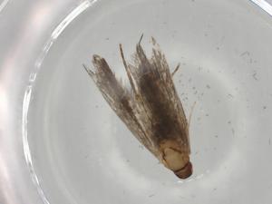  (gelMalaise01 Malaise1773 - BIOUG67975-B06)  @11 [ ] CreativeCommons - Attribution (2021) Centre for Biodiversity Genomics Centre for Biodiversity Genomics