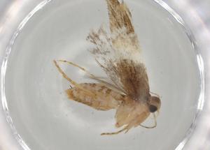  (gelMalaise01 Malaise0159 - BIOUG67975-B07)  @11 [ ] CreativeCommons - Attribution (2021) Centre for Biodiversity Genomics Centre for Biodiversity Genomics