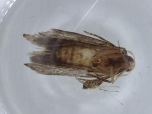  ( - BIOUG67992-A03)  @11 [ ] CreativeCommons - Attribution (2021) Centre for Biodiversity Genomics Centre for Biodiversity Genomics