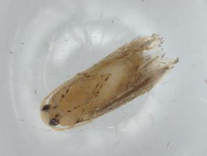  ( - BIOUG68008-A08)  @11 [ ] CreativeCommons - Attribution (2021) Centre for Biodiversity Genomics Centre for Biodiversity Genomics