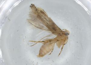  ( - BIOUG68012-F11)  @11 [ ] CreativeCommons - Attribution (2021) Centre for Biodiversity Genomics Centre for Biodiversity Genomics