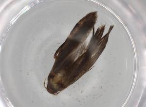  ( - BIOUG66490-A04)  @11 [ ] CreativeCommons - Attribution (2021) Centre for Biodiversity Genomics Centre for Biodiversity Genomics